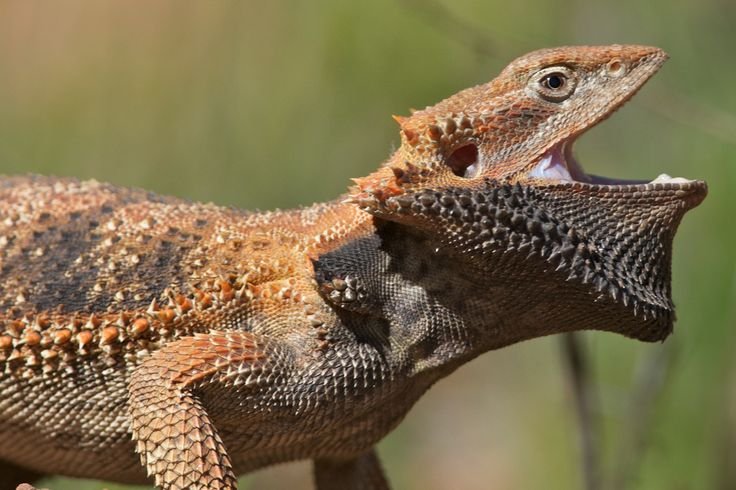 How To Tame An Aggressive Or Nervous Bearded Dragon