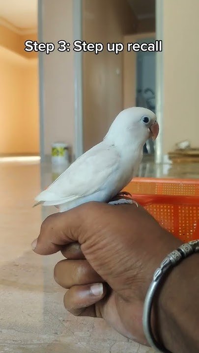 How To Tame And Bond With A Lovebird