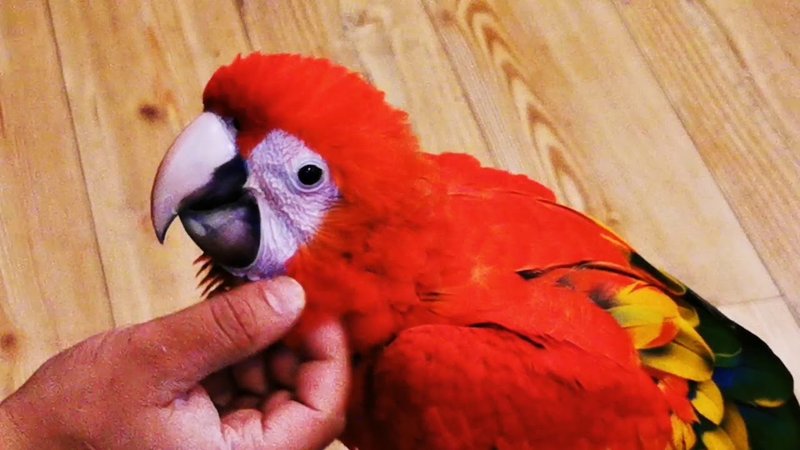 How To Tame And Bond With A Macaw