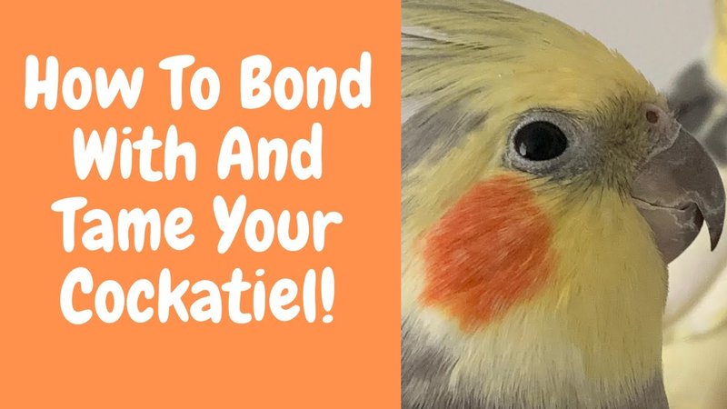 How To Tame And Bond With Your Cockatiel