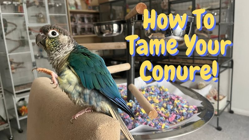 How To Tame And Bond With Your Conure