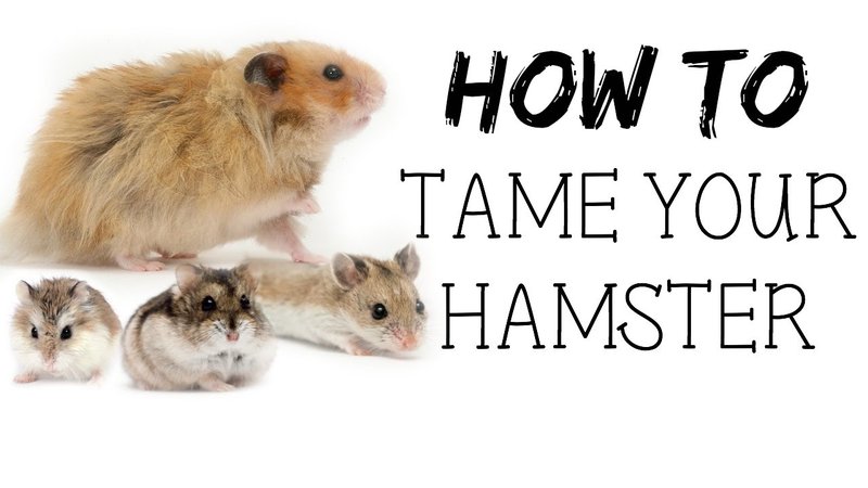 How To Tame And Bond With Your Hamster