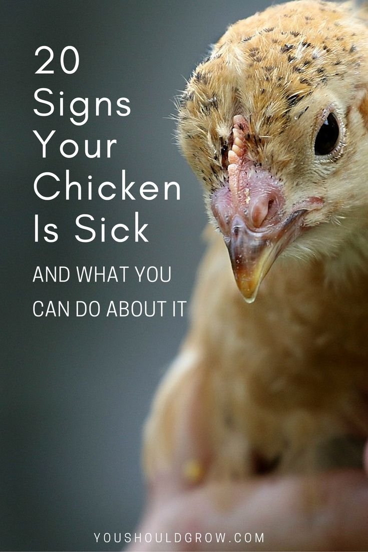 How To Tell If A Chicken Is Sick