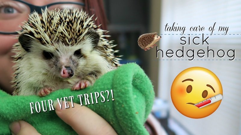 How To Tell If A Hedgehog Is Sick