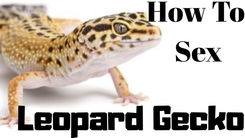 How To Tell If A Leopard Gecko Is Male Or Female