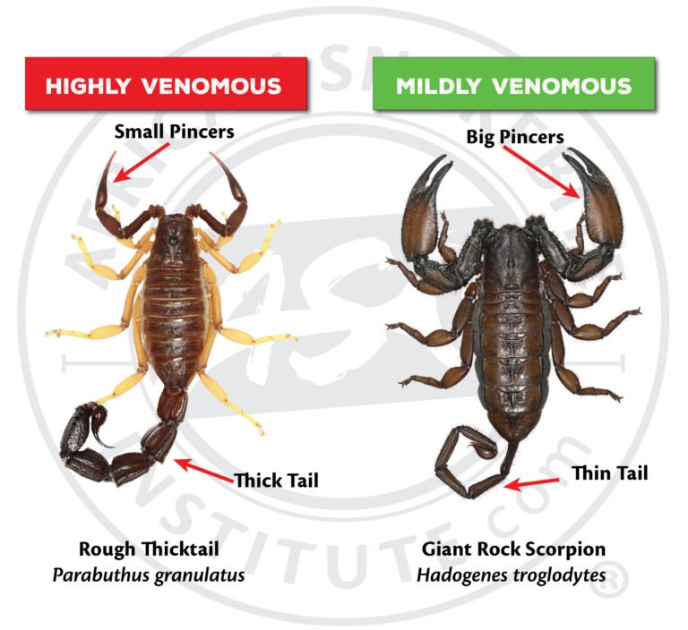 How To Tell If A Scorpion Is Venomous