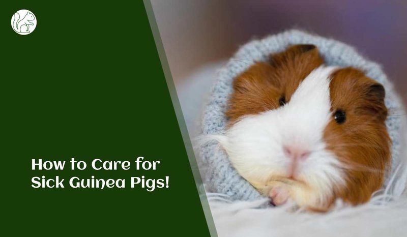 How To Tell If Your Guinea Pig Is Sick: Symptoms And Solutions
