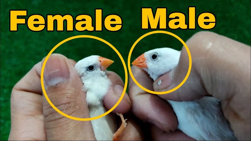 How To Tell Male And Female Finches Apart