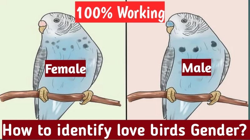 How To Tell Male And Female Lovebirds Apart