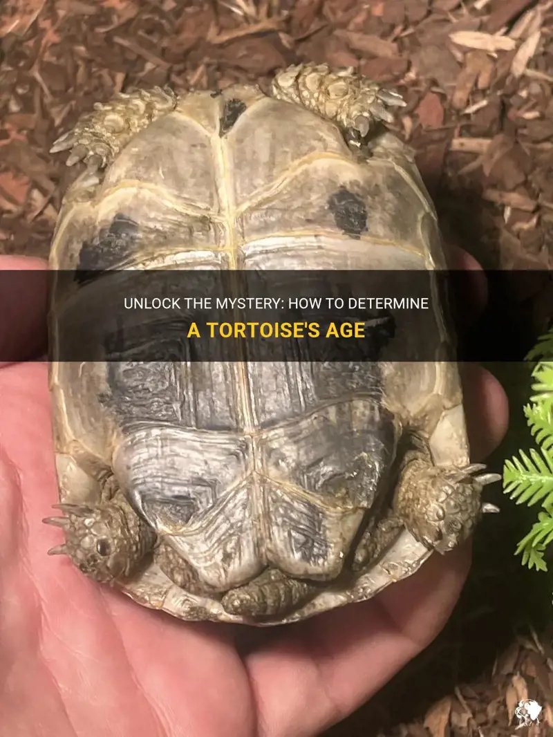 How To Tell The Age Of A Tortoise