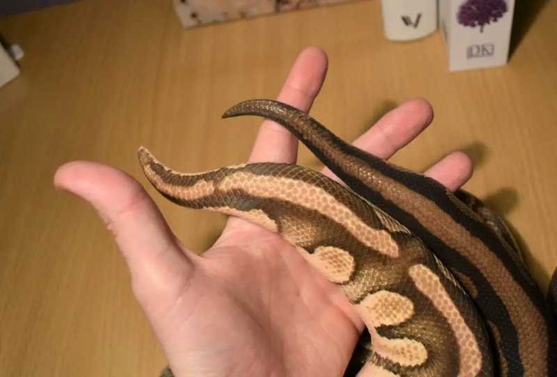 How To Tell The Gender Of A Ball Python