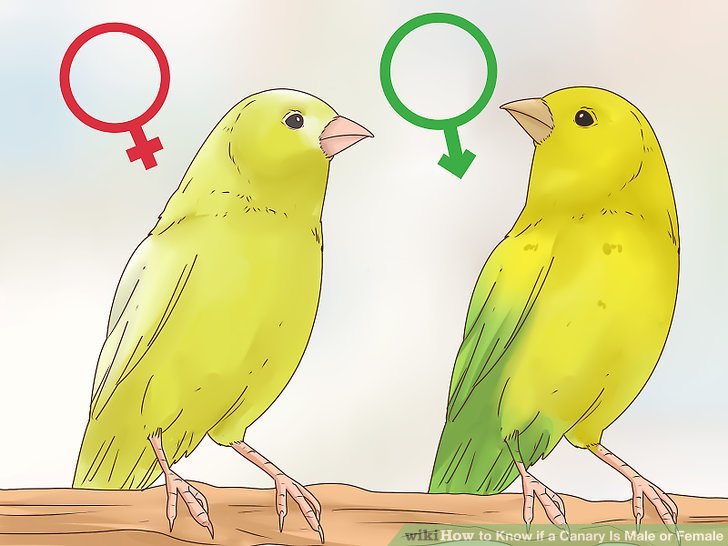 How To Tell The Gender Of A Canary