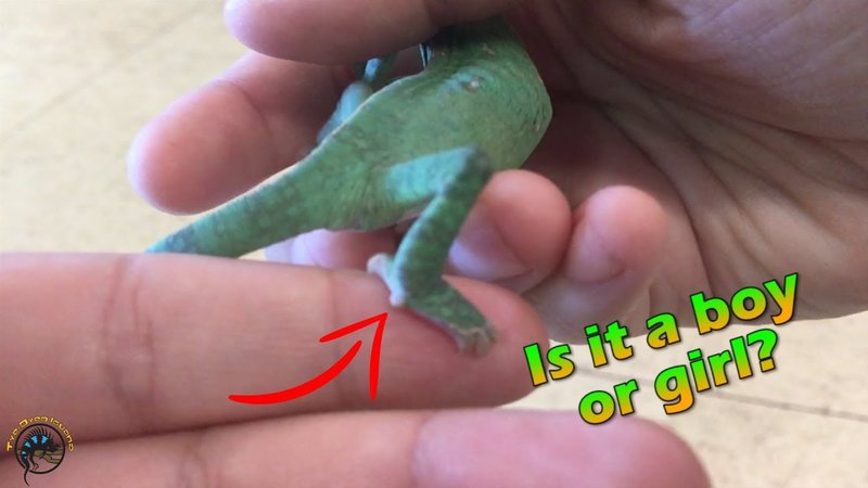 How To Tell The Gender Of A Flap-Necked Chameleon