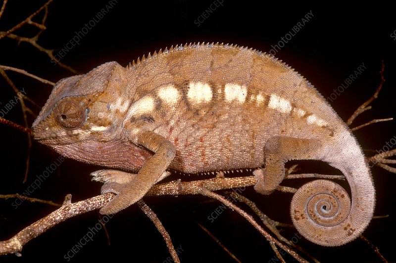 How To Tell The Gender Of A Oustalet'S Chameleon