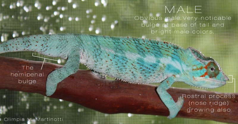 How To Tell The Gender Of A Panther Chameleon