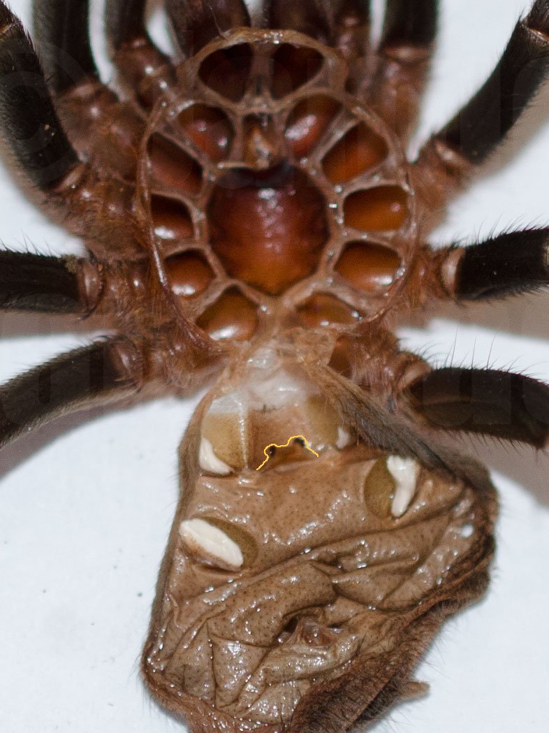 How To Tell The Sex Of A Tarantula