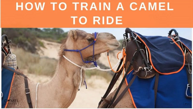 How To Train A Camel For Work Or Riding