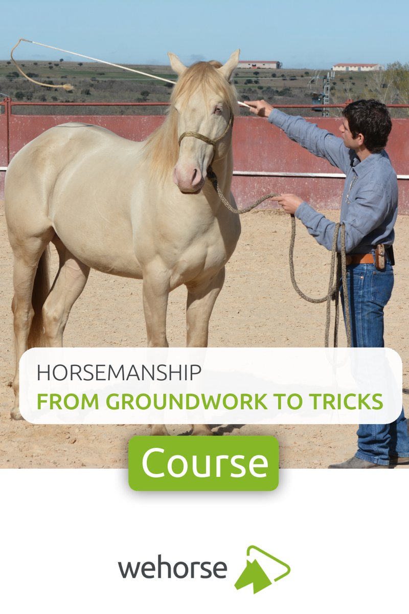 How To Train A Horse: Basic Groundwork And Riding Tips