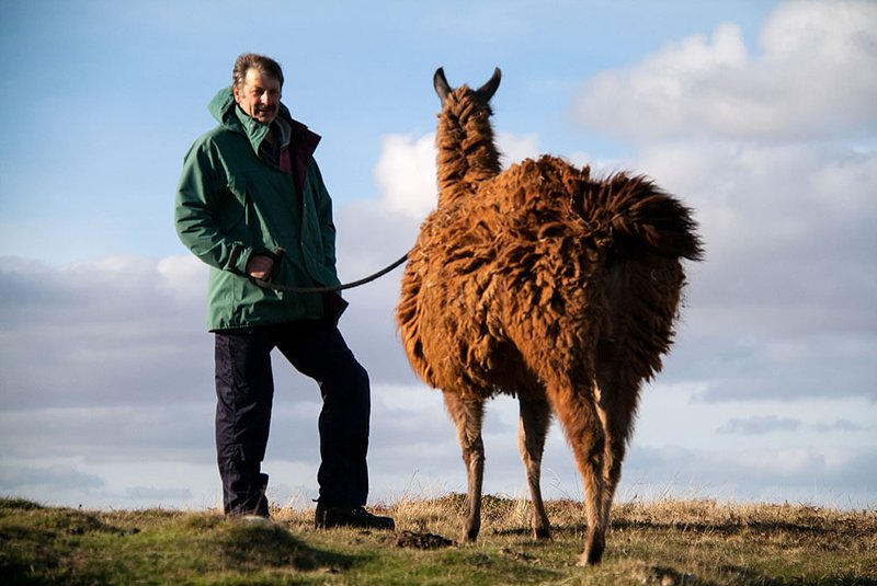 How To Train A Llama To Walk On A Lead