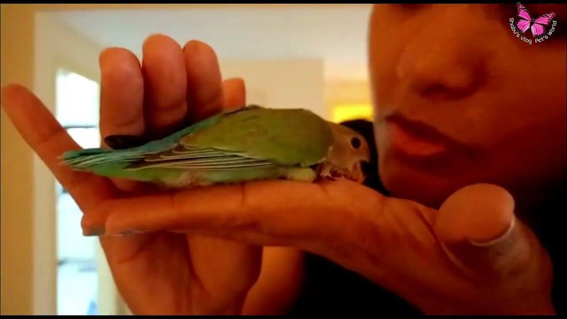 How To Train A Lovebird To Step Up And Come To You