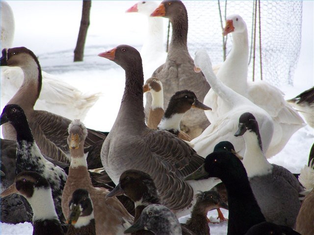 How To Train And Handle A Pet Goose