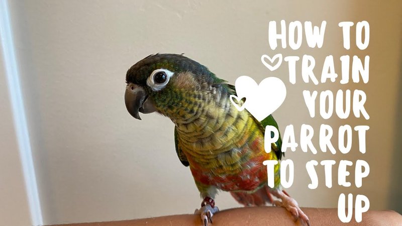 How To Train Your Parrot: Tricks, Step-Up, And Recall