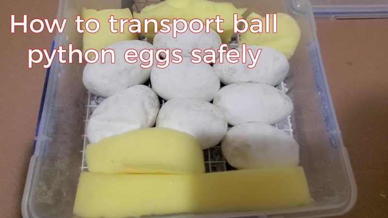 How To Transport A Ball Python Safely