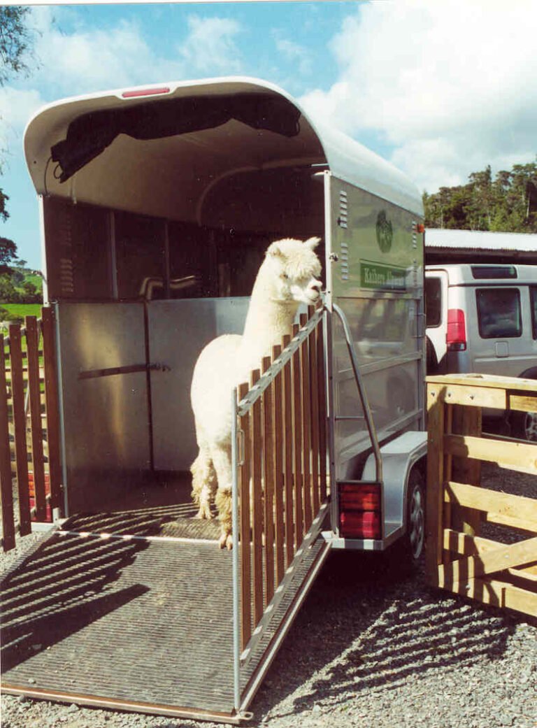 How To Transport Alpacas Safely