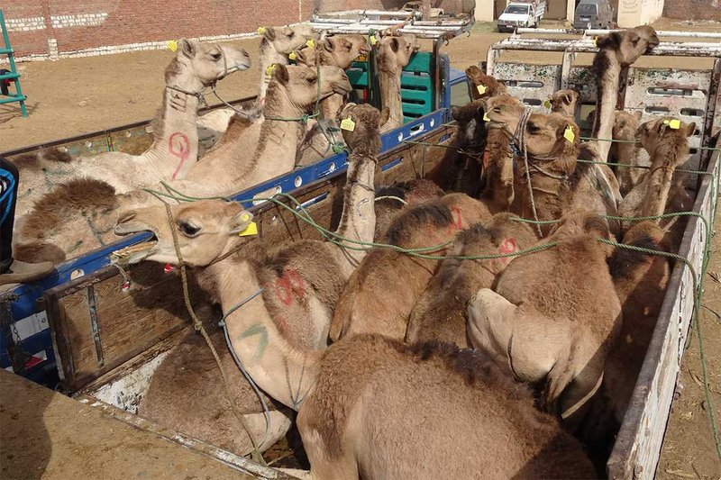 How To Transport Camels Safely