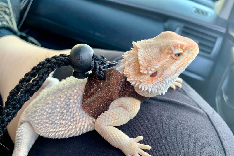 How To Travel With A Bearded Dragon Safely