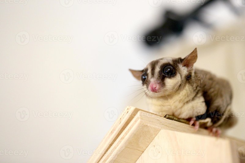 How To Travel With A Sugar Glider Safely