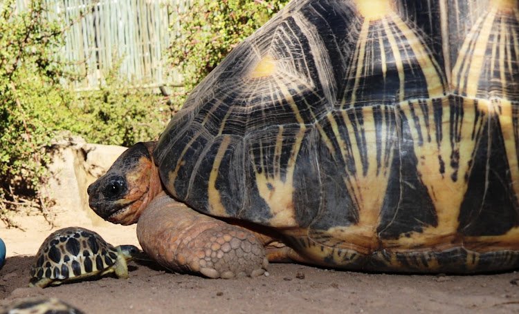 How Tortoises Raise Their Young In The Wild