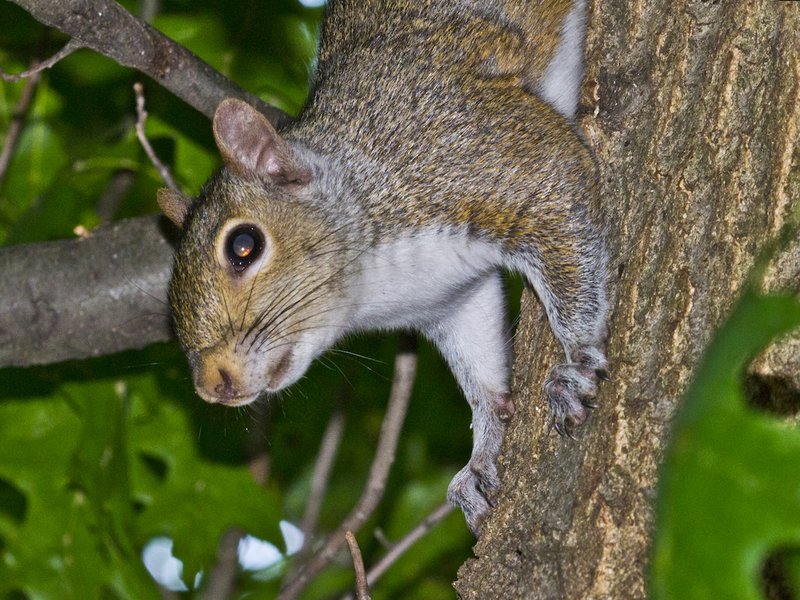 How Tree Squirrels Survive In Harsh Environments