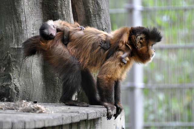 How Tufted Capuchins Raise Their Young In The Wild