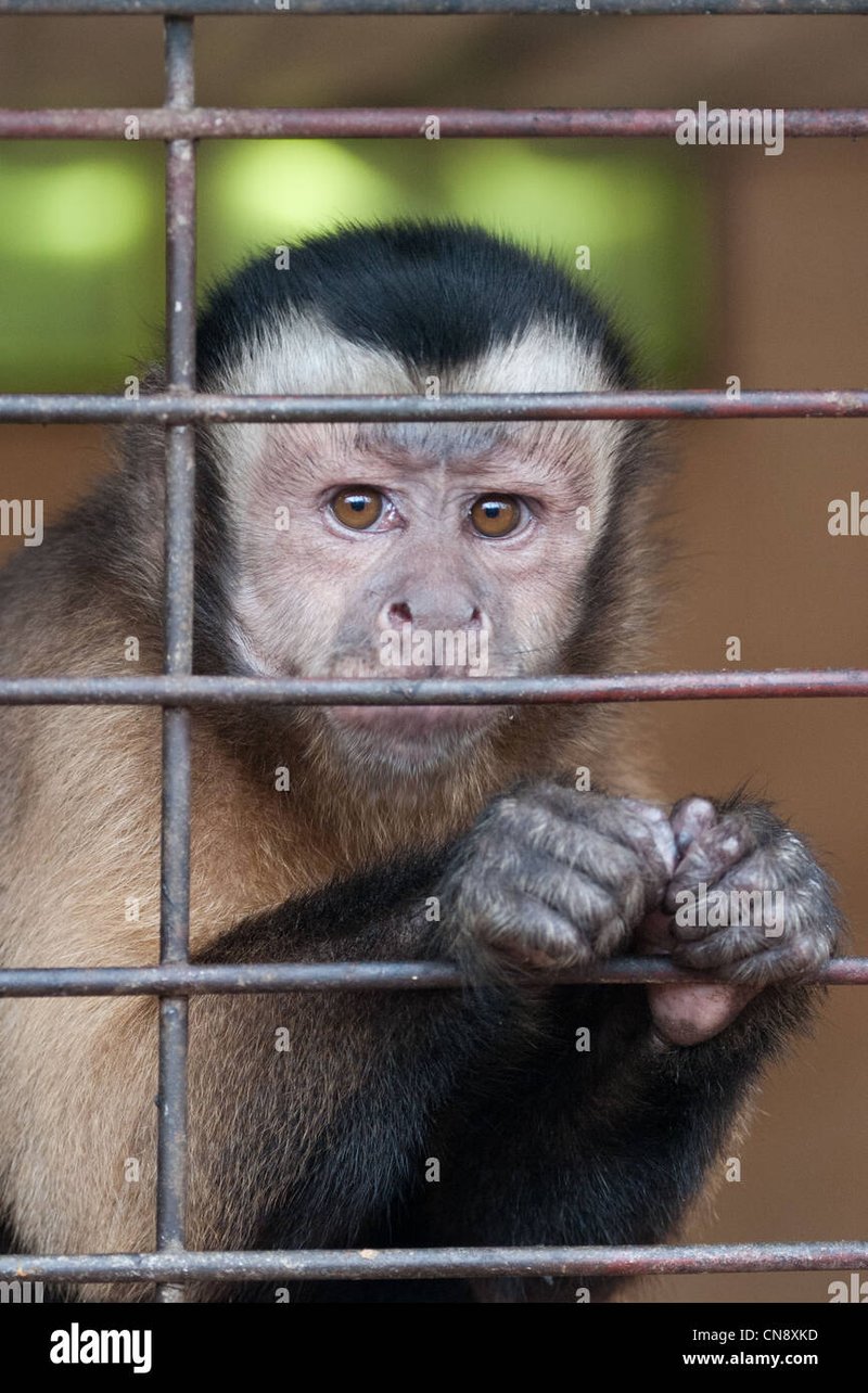 How Tufted Capuchins Survive In Harsh Environments