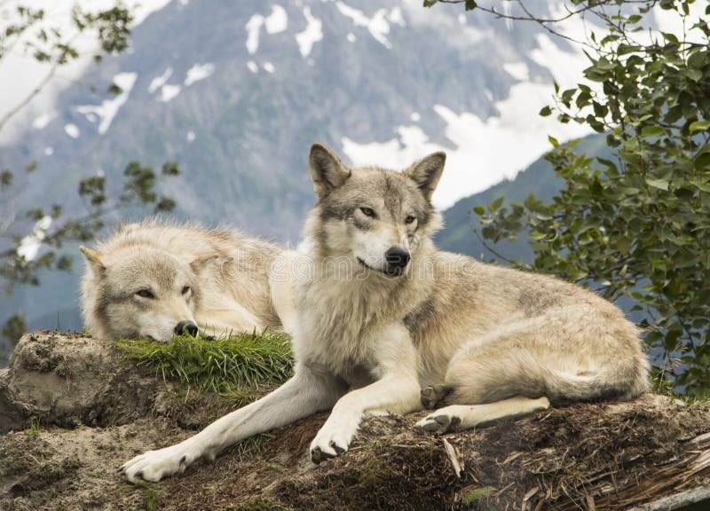 How Tundra Wolfs Raise Their Young In The Wild