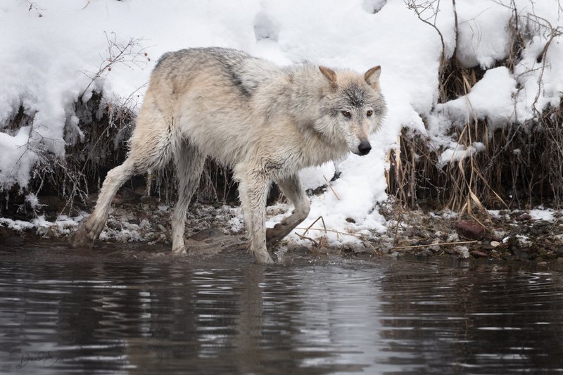 How Tundra Wolfs Survive In Harsh Environments