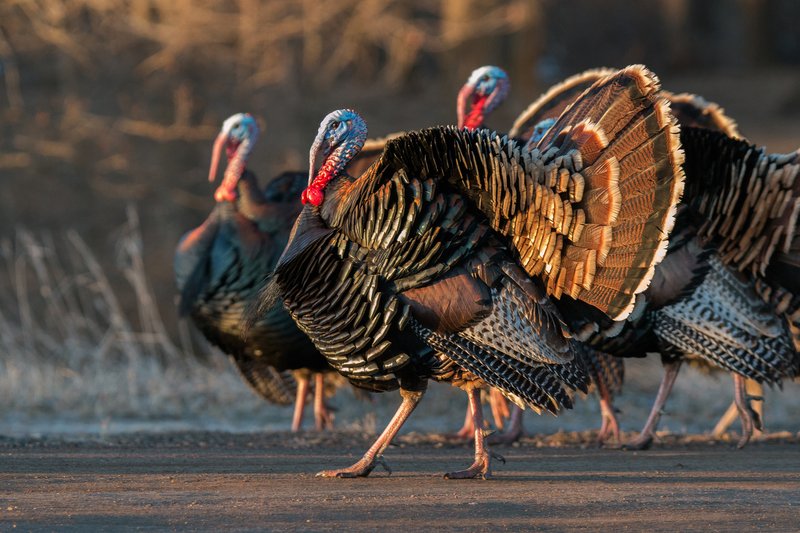 How Turkey Vultures Adapt To Their Environment