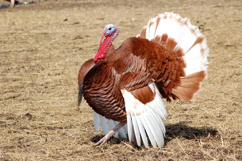 How Turkey Vultures Raise Their Young In The Wild