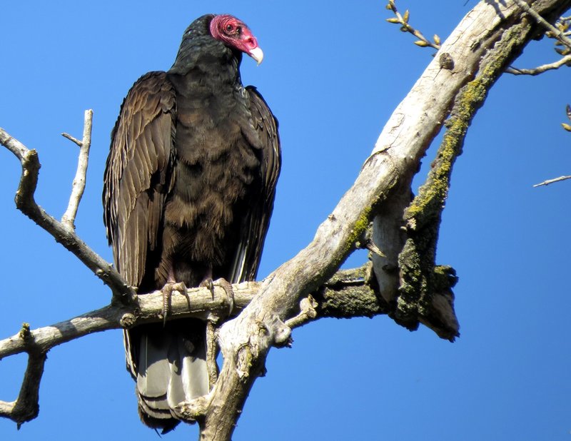 How Turkey Vultures Survive In Harsh Environments