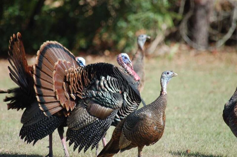 How Turkeys Adapt To Their Environment