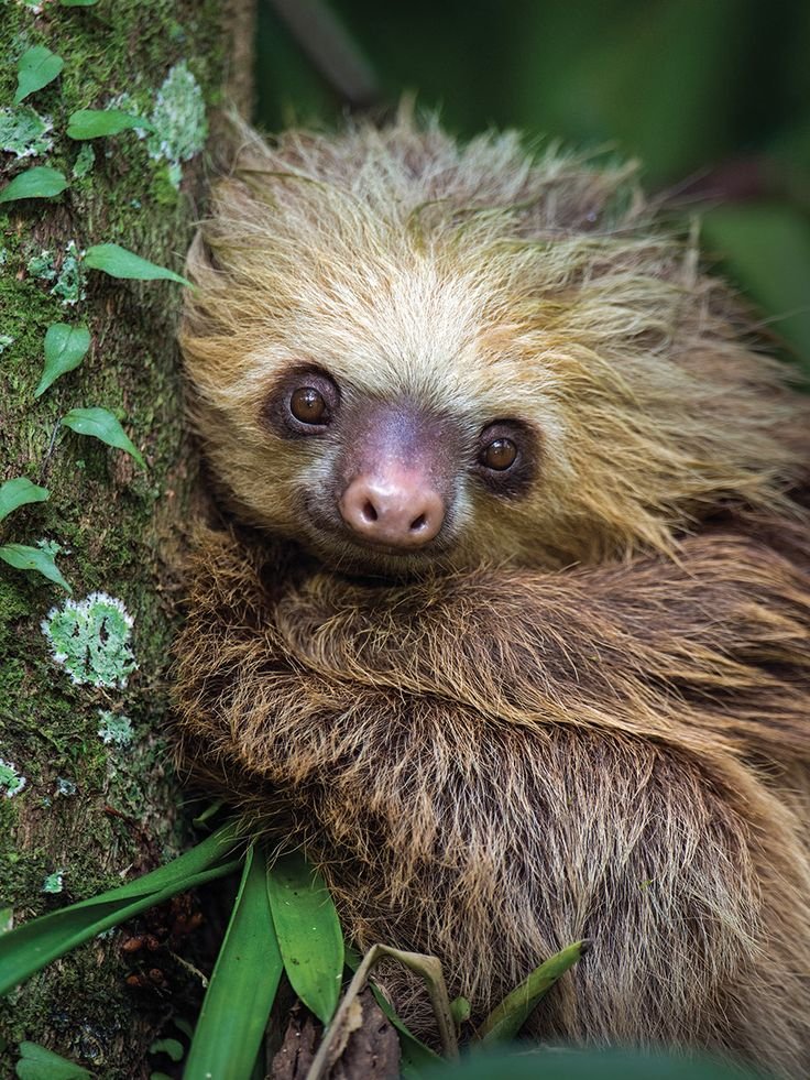 How Two-Toed Sloths Raise Their Young In The Wild