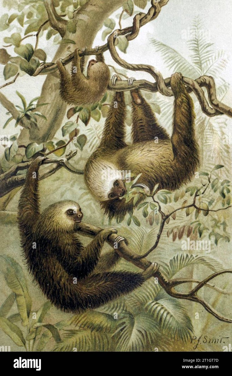 How Two-Toed Sloths Survive In Harsh Environments