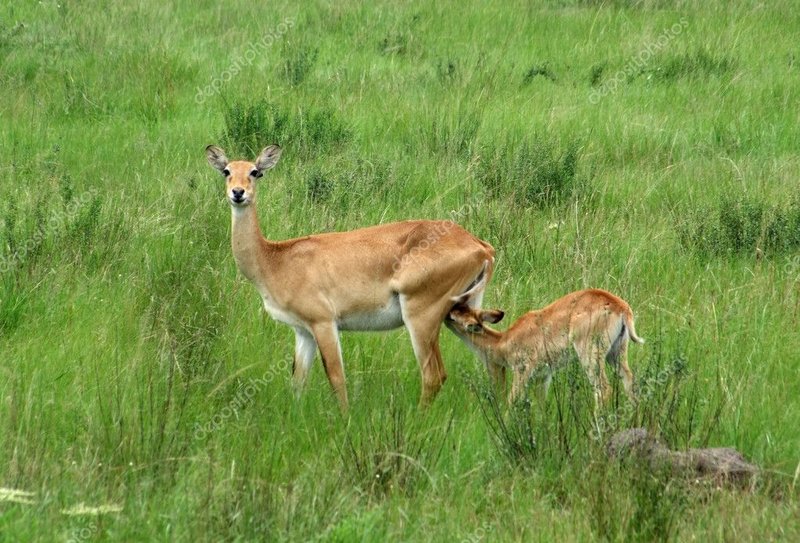 How Ugandan Kobs Raise Their Young In The Wild