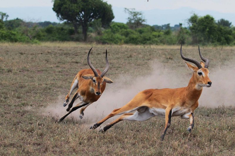 How Ugandan Kobs Survive In Harsh Environments