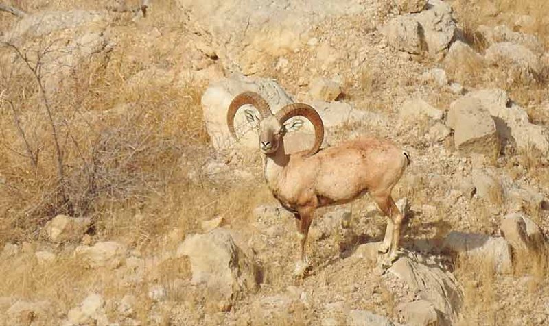 How Urials Raise Their Young In The Wild