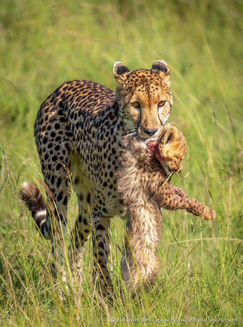 How Urials Survive In Harsh Environments