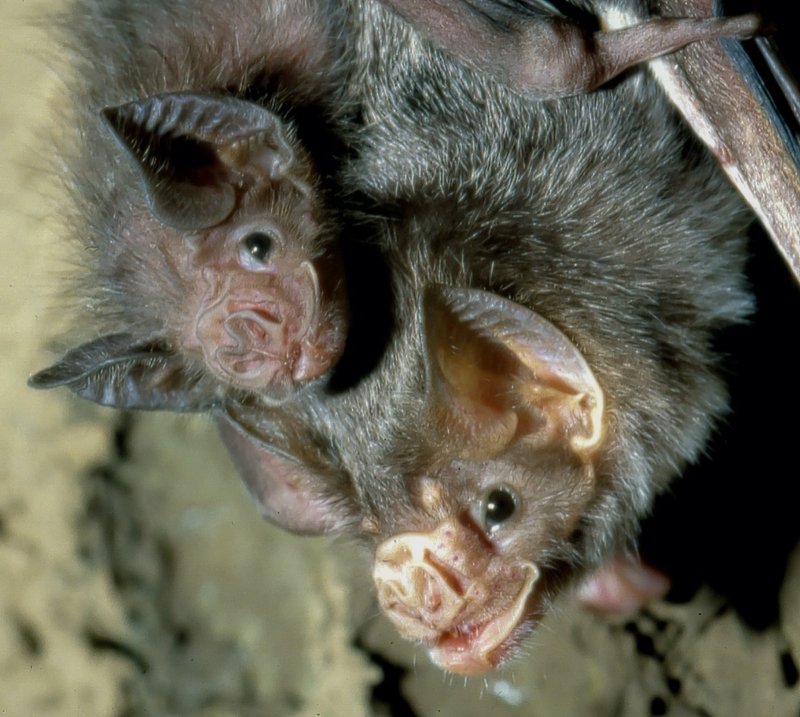 How Vampire Bats Raise Their Young In The Wild