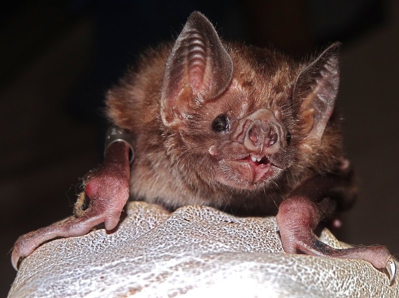 How Vampire Bats Raise Their Young In The Wild