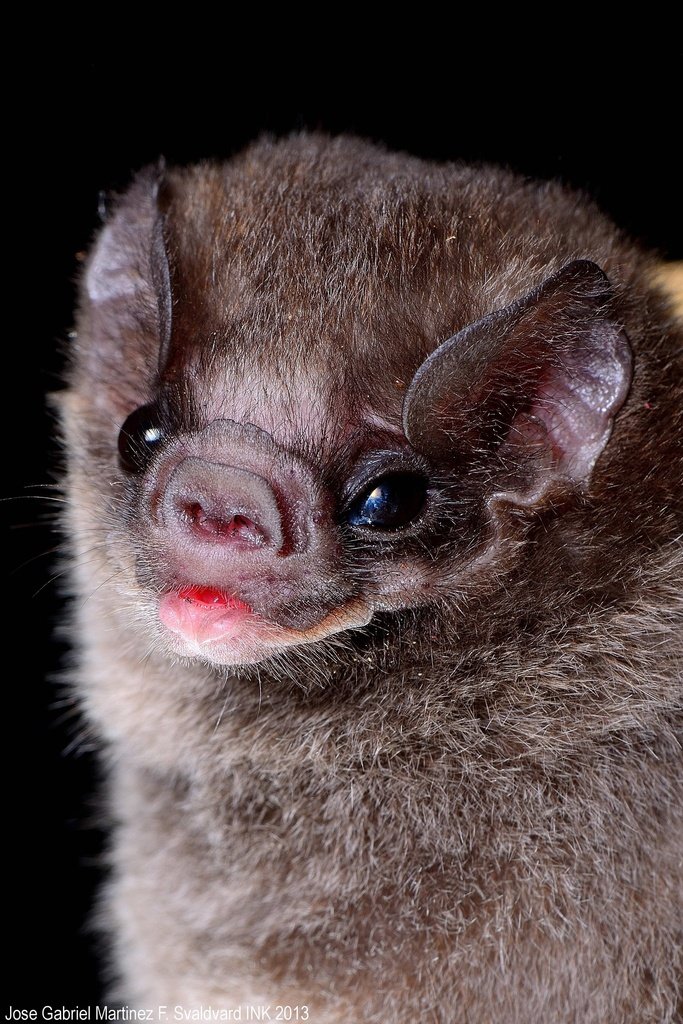 How Vampire Bats Survive In Harsh Environments